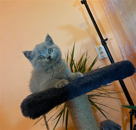 Шотланські кошенята !: 3 000 грн. - Коти Косів на Olx
