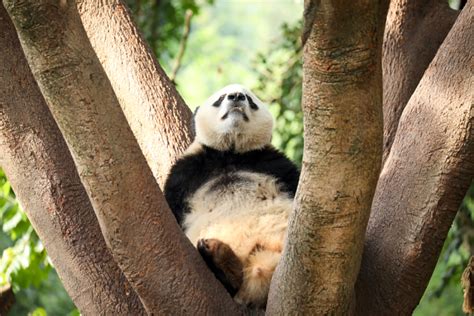 Халуунаас зугтсан панданууд！ - mongol.china.com