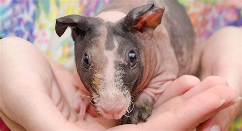 hairless animals   unrecognizable petmojo