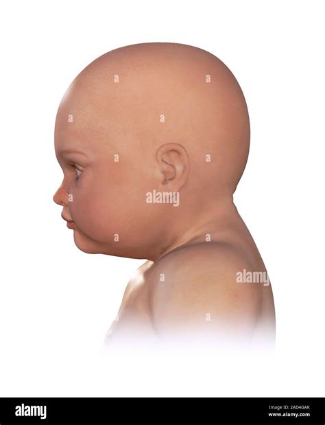 normal head size  newborn computer illustration showing  normal