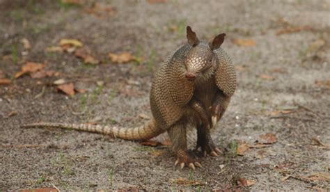 Best Natural Armadillo Repellent Spray | Buy Natural Armor™ Today