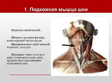 Мышцы шеи Классификация