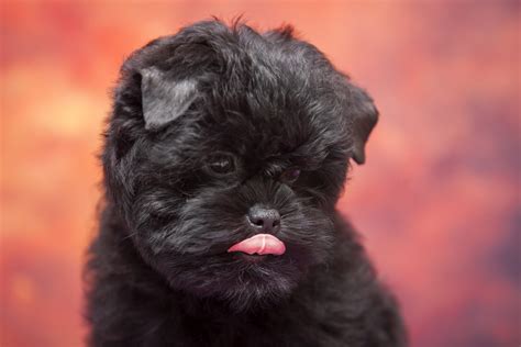 Affenpinscher Dog Breed: Characteristics, Facts and Pictures