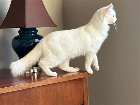 9 Ancient Cat Breeds That Were Loved, Worshipped, and Revered ...