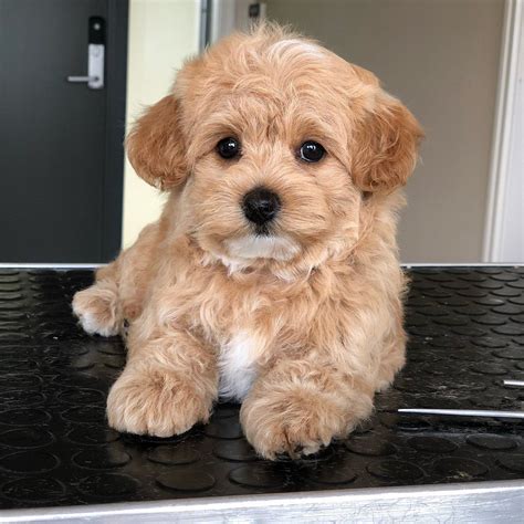 Rescue Maltipoo Puppies