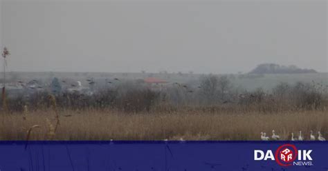 Бургаските влажни зони - дом на застрашени видове птици и мишена на ...