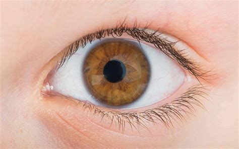 ¿Cómo es la anatomía de nuestros ojos? | Lubristil ®Lubristil