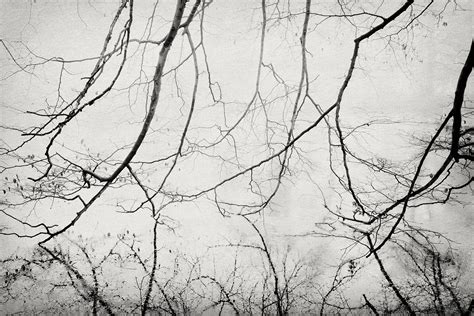 Lonely Forest :: Behance