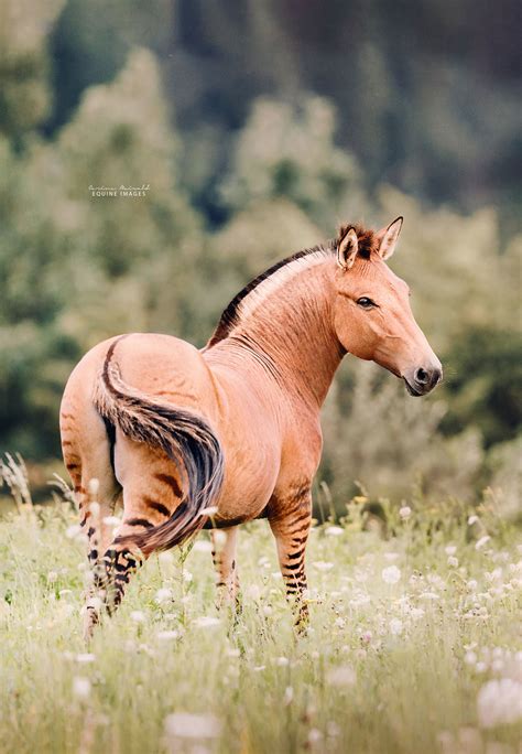 10 Photos Of A Zorse, A Horse And Zebra Hybrid Not Many Know Exists, By ...