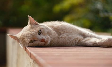 Toxoplasmosis en gatos, ¿en qué consiste y cómo prevenir su contagio?