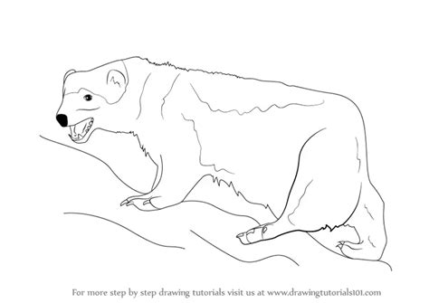 How to Draw a Wolverine (Wild Animals) Step by Step