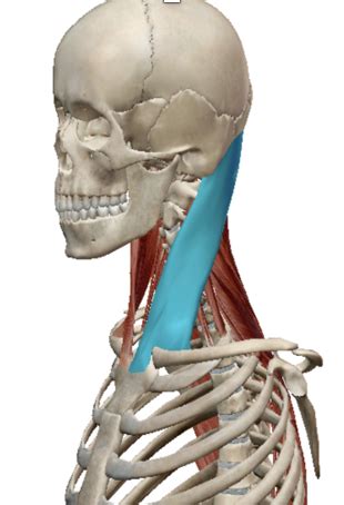 head thorax oians flashcards quizlet