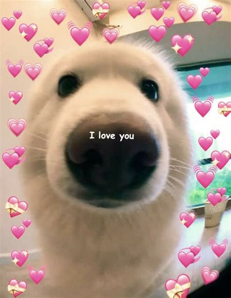 love  memes  share   sweetheart artofit