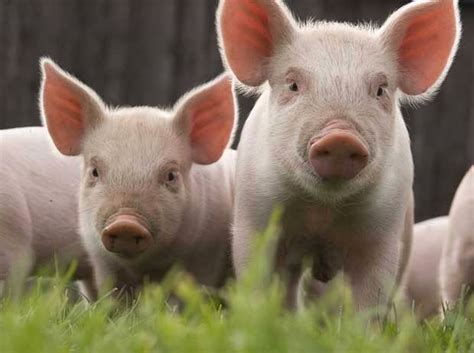 pigs