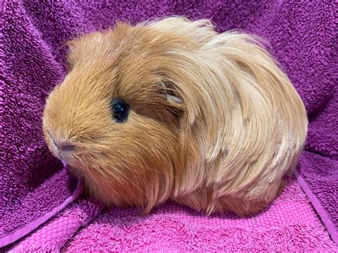 Guinea Pigs – Animal Rescue and Care