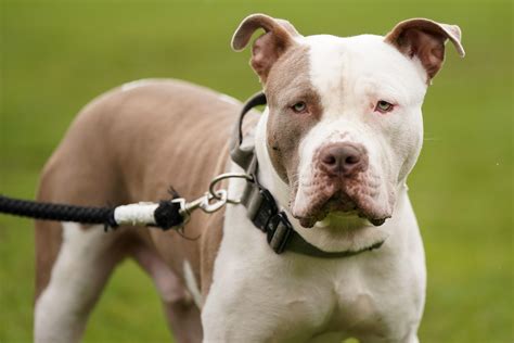 What dogs are affected by the XL bully ban and what does it mean for