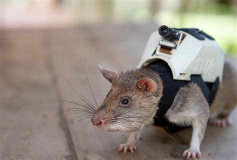 Un estudio con ratas gigantes podría ayudar a los humanos y prevenir el ...