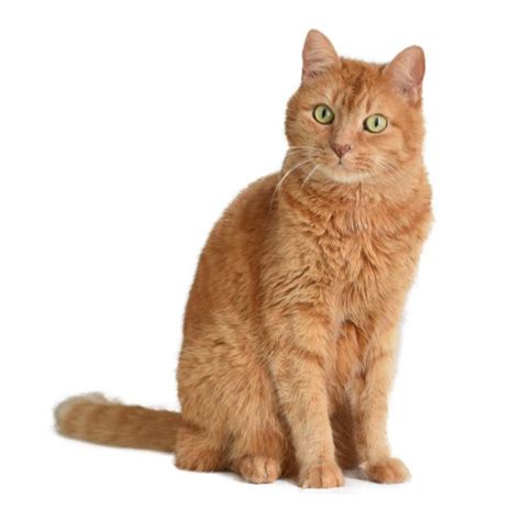 Care Sheets | Agave Veterinary Care And Exotic Animal Hospital