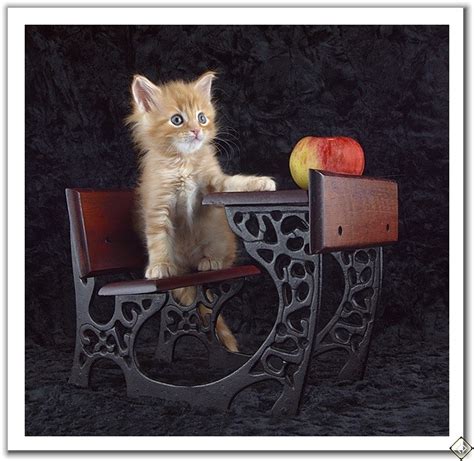 Рыжие коты – счастье в доме... . Обсуждение на LiveInternet ...