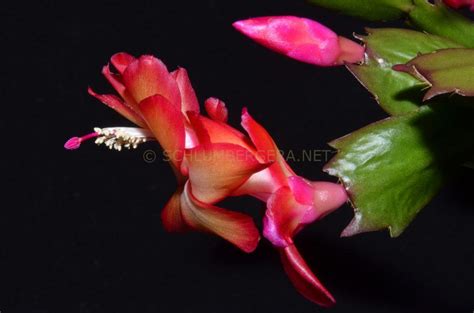 'Samba Brazil' - Schlumbergera and Rhipsalidopsis