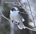 Category:Quality images of Perisoreus canadensis - Wikimedia Commons