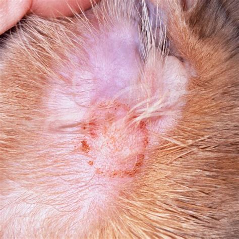 8 Skin Infections in Cats [With Pictures] & Vet Advice - Cat-World