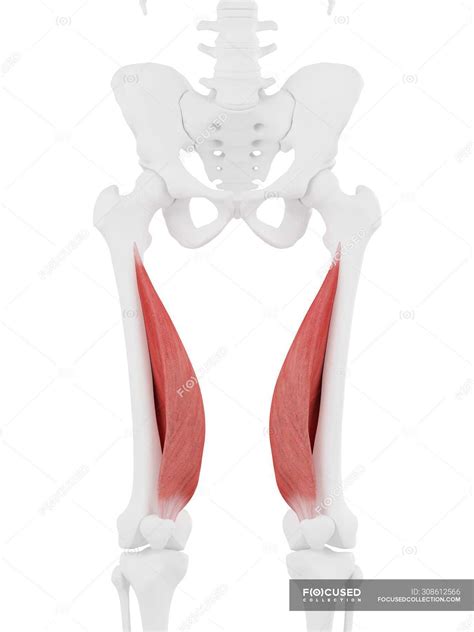 Vastus Intermedius Muscle Model