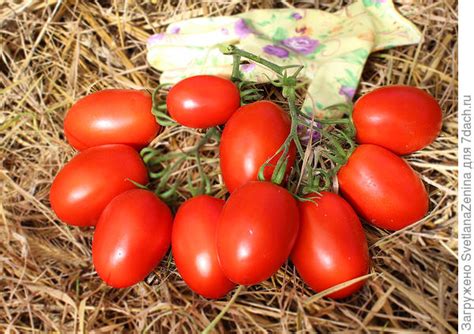 Томат Рубиновый кулон - по вкусу всем придется он!