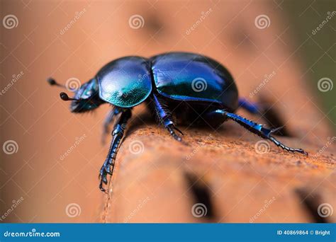 kever stock foto image  kant glanzend zwart kever