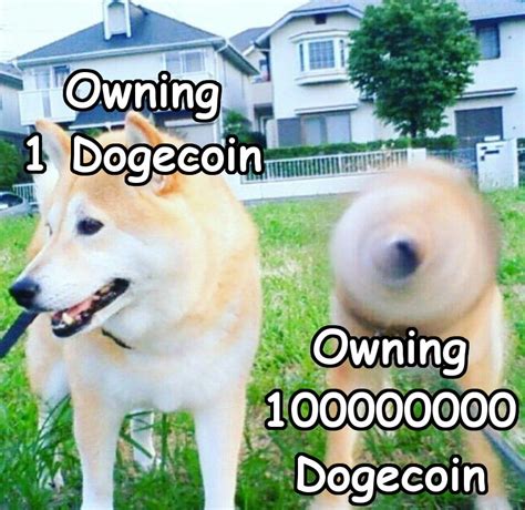 Dogecoin Hodl : 20 Dogecoin Ideas Doge Meme Doge Cryptocurrency : I ...