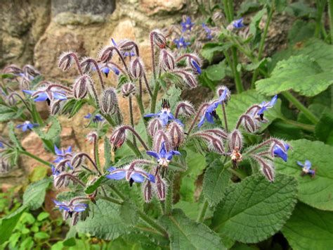 Borago officinalis - Изображение особи - Плантариум