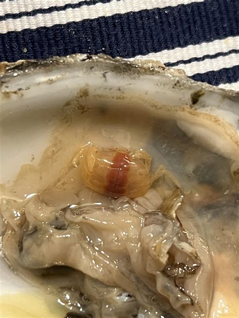 Baby Crab in Oyster : r/mildlyinteresting