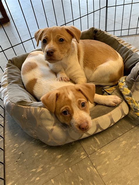 open pet rescue    robert jasper blog