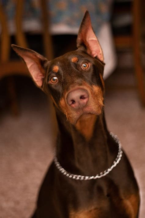 Doberman Puppies