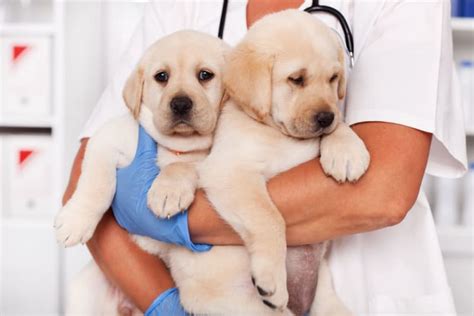 how much does it cost to get your dog fixed