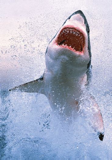 Shark - Great White - The 3D Factory