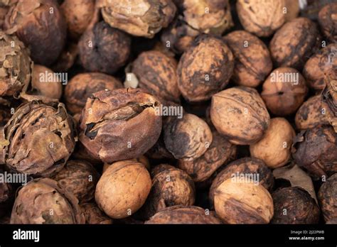 how to know when walnuts are ripe