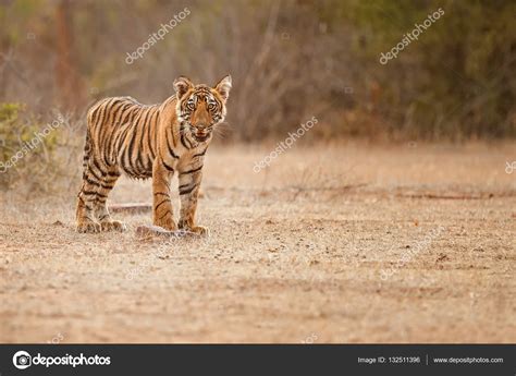 Tiger cub in the nature habitat Stock Photo by ©Photocech 132511396