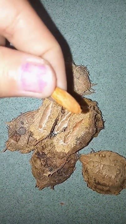 tropical almond tree fruit talisay fruit shorts