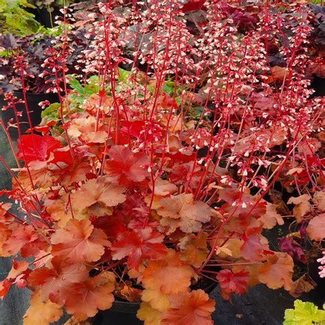 Plantagogo.com - Specialist Growers of Heucheras, Heucherella, Tiarella ...