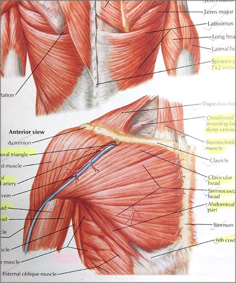 Netter atlas of human anatomy pdf archive - mirrorluli