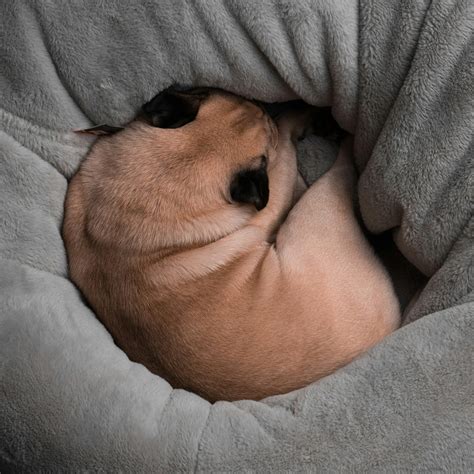 A small dog is curled up in a bed photo – Free Puppy Image on Unsplash