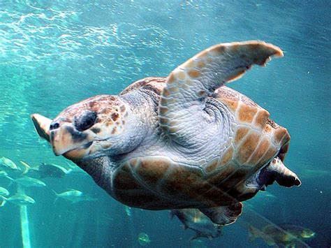 Loggerhead Turtles Facts! | Always Learning!