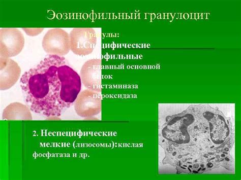 Педиатрический факультет Лекция Группа соединительных тканей Кровь