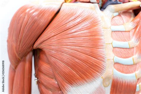 Muscles of shoulder for physiology education. Stock Photo | Adobe Stock