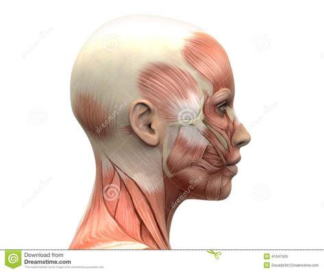 Temple Anatomy - Anatomical Charts & Posters