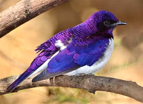 striking purple animals explore  lavender legends  nature
