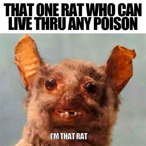 ugly animal memes