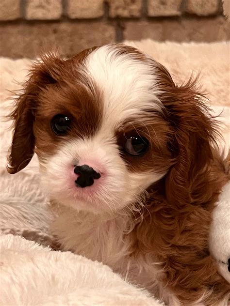 Cavalier King Charles Spaniel Puppies For Sale - AKC PuppyFinder