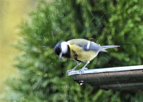 Great tit hates rain :( Any ideas to make the picture less noisy? : r